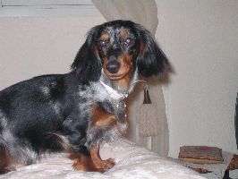 Delhia De La Villa Bonaldi